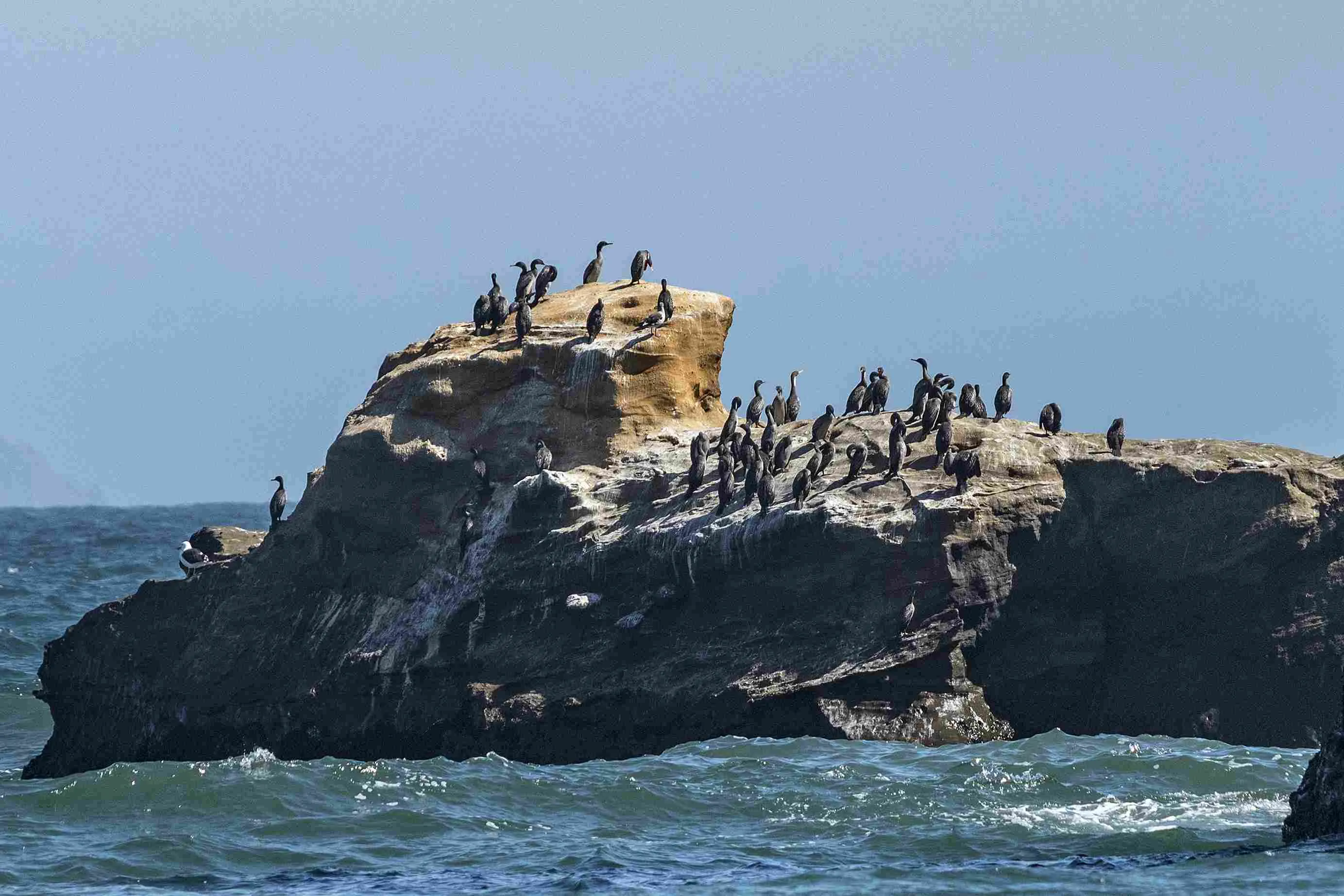 wavy-sea-black-red-legged-cormorant-birds-rocky-hill_11zon (2).webp